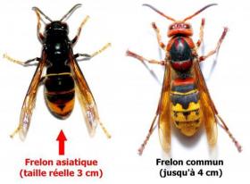 comparaison frelons